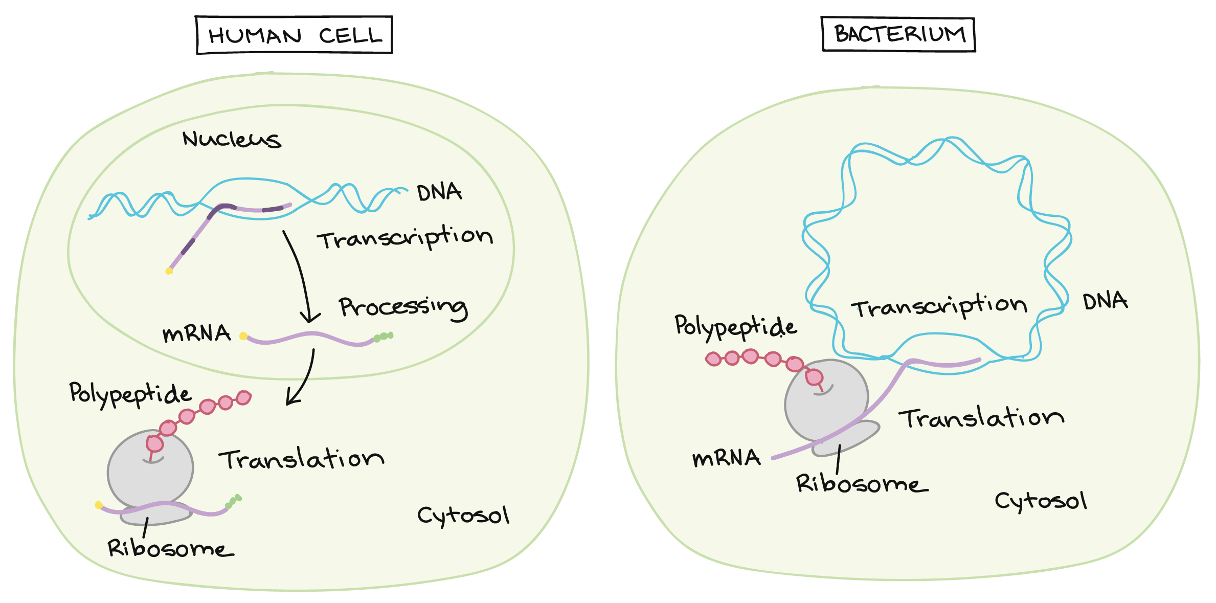 eukaryote-prokaryote-cells